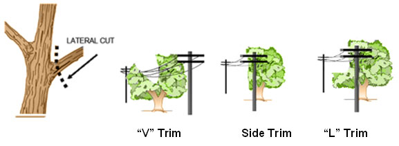 Directional or Lateral Pruning
